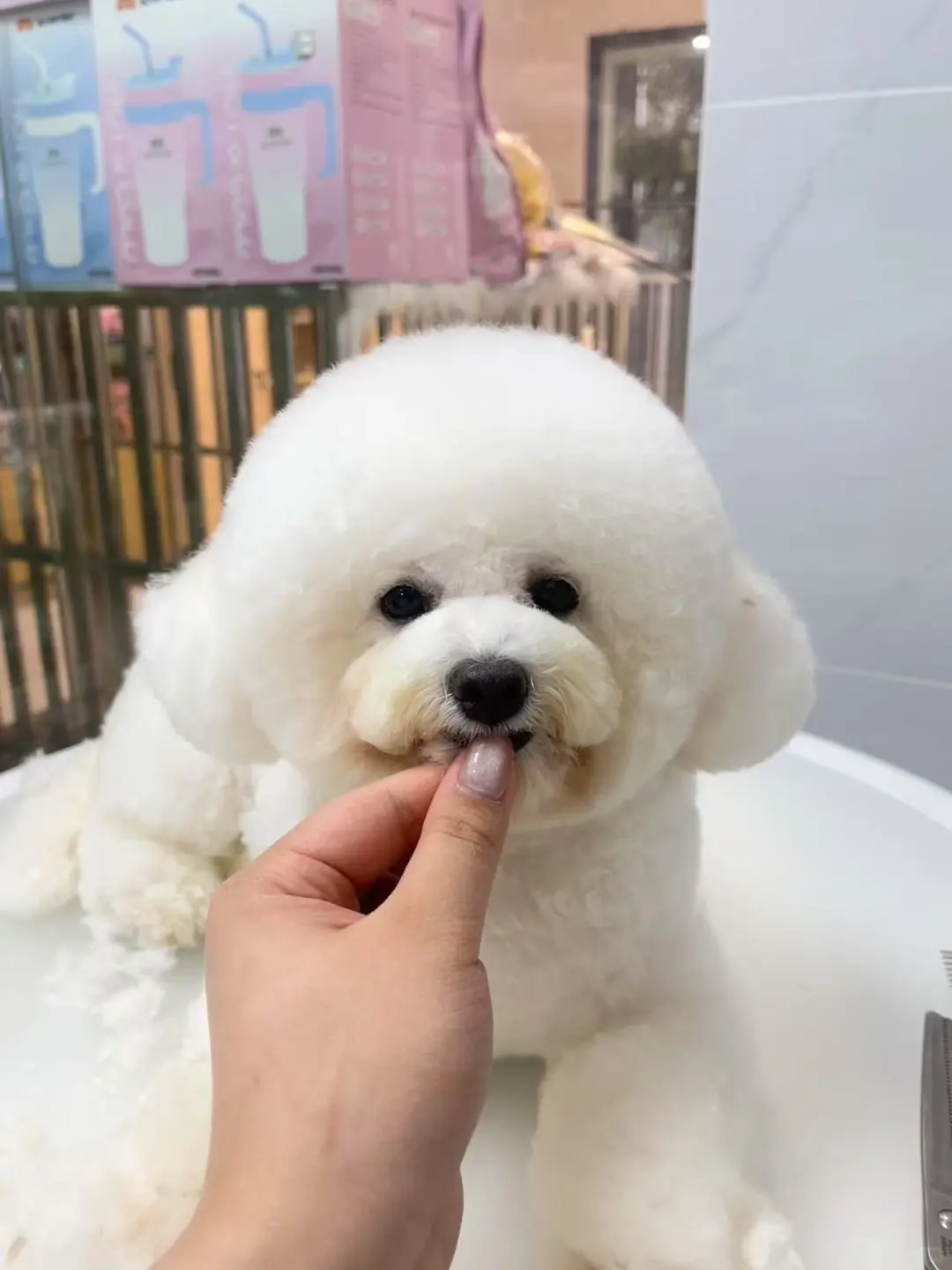南昌小体比熊找新家两岁的女孩子??