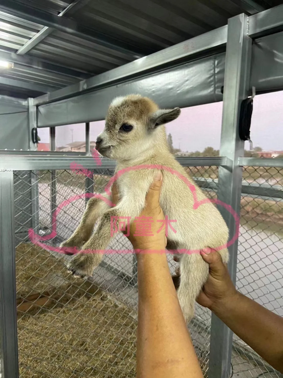 ٪ɿɰ