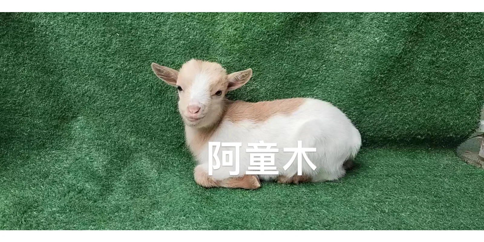 ٪ɿɰ