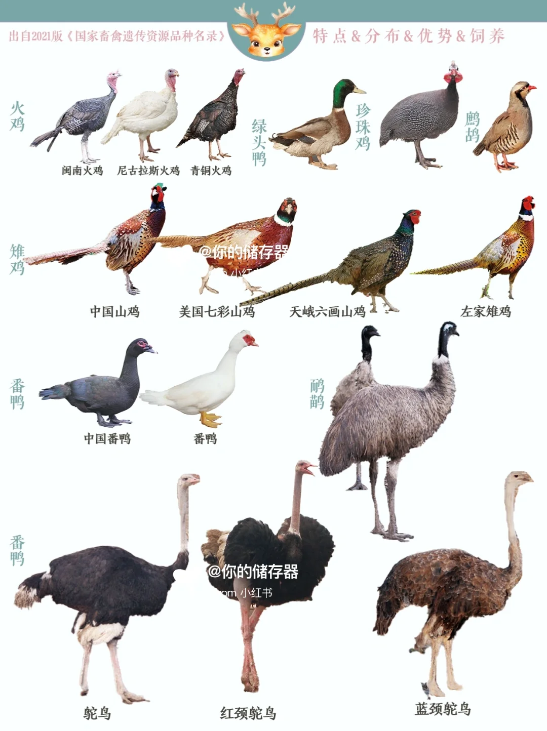 ͼϼ