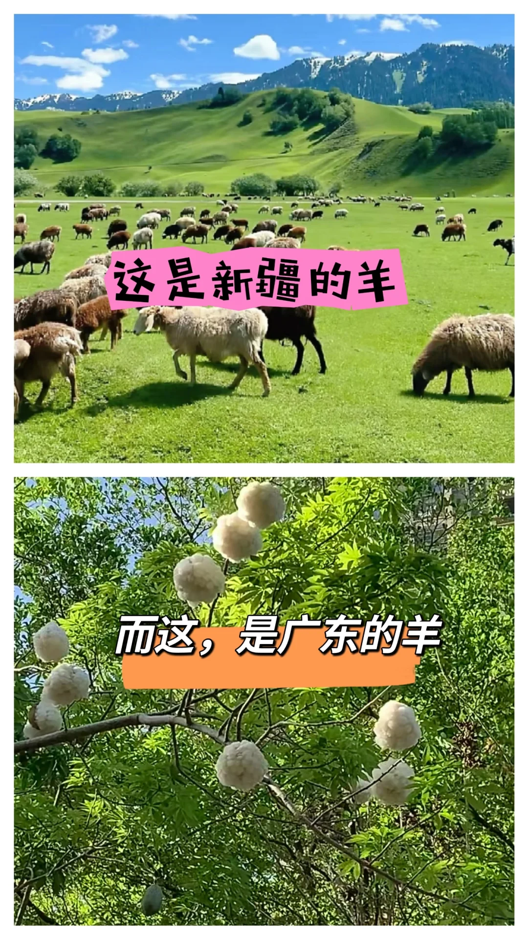 ᣿㶫СȻϵģ