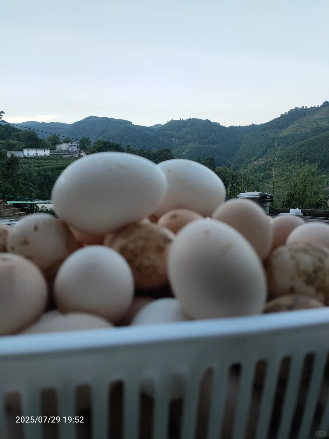 Ͷ쵰ּô