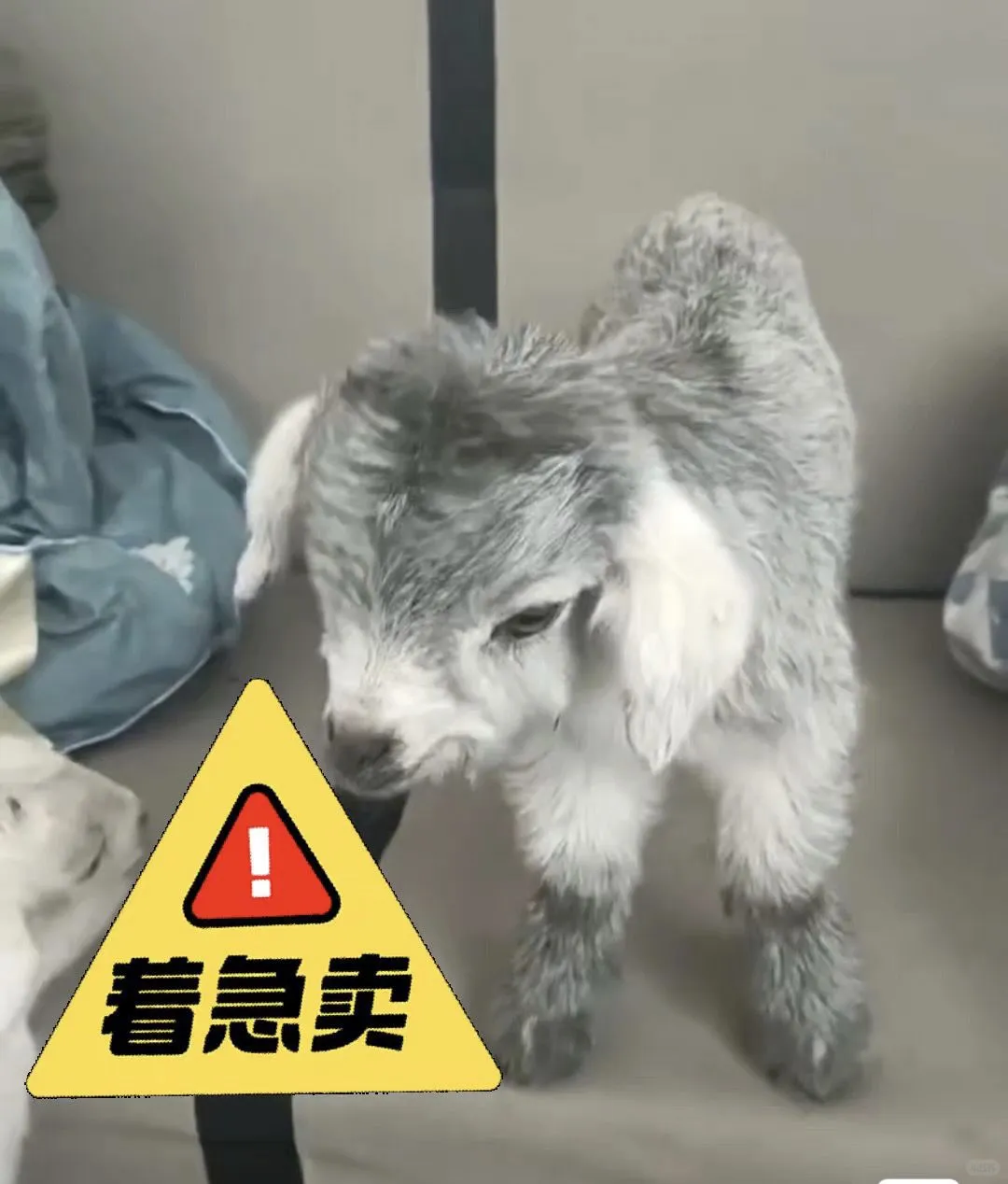 ȳ٪?ɰճ˱ر!