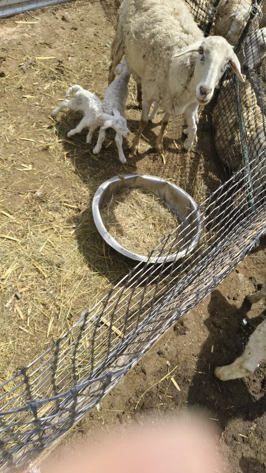 Ȧ