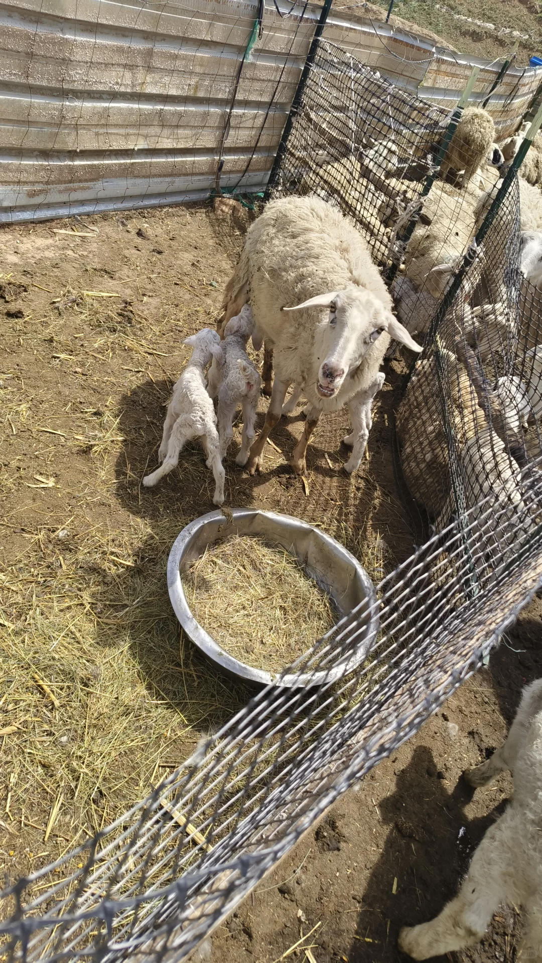 Ȧ