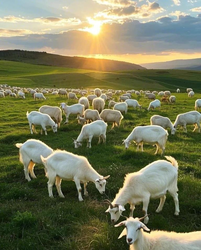 鴫ůػ