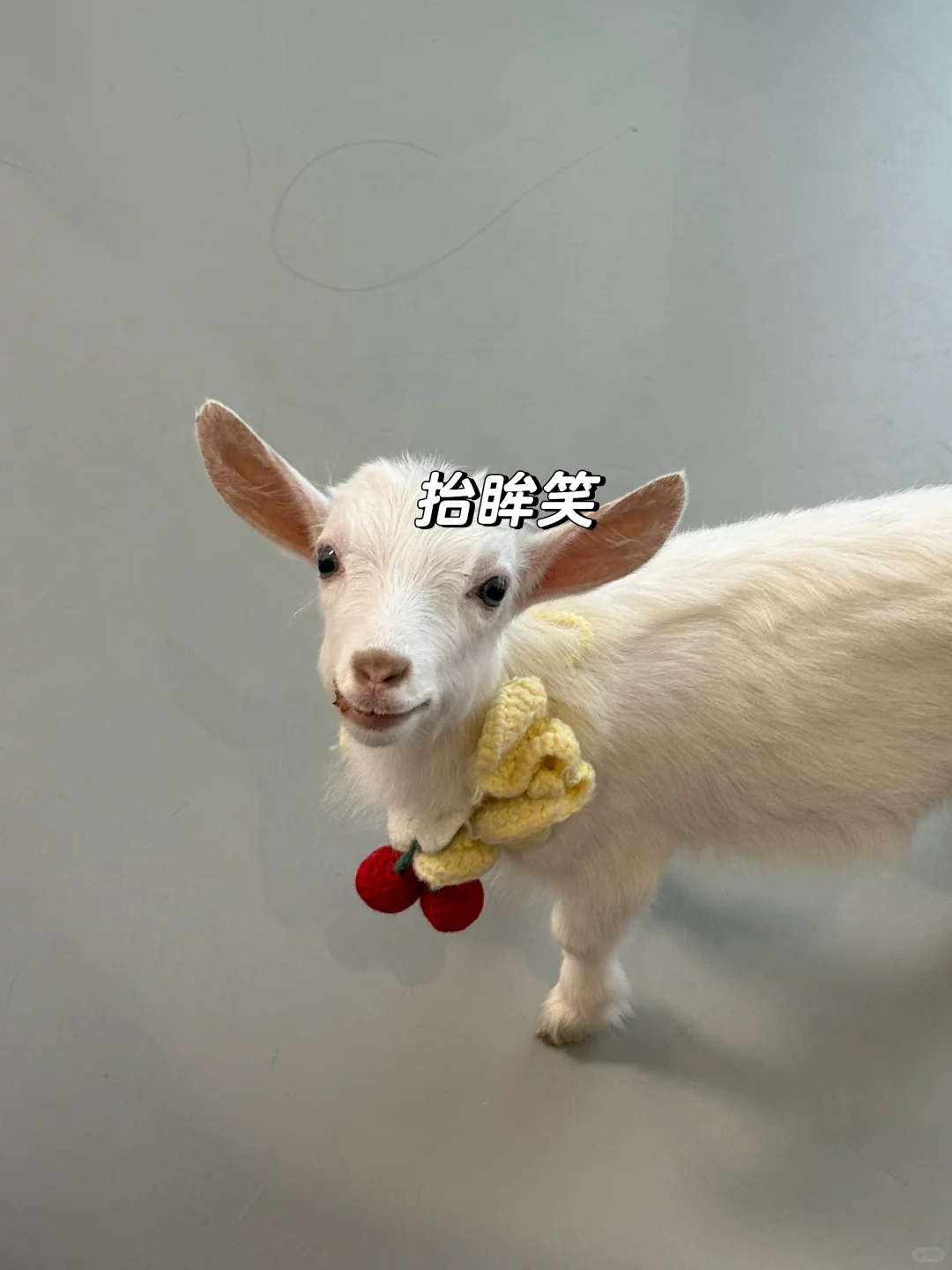ÿ춼Ҫ΢ЦŶ