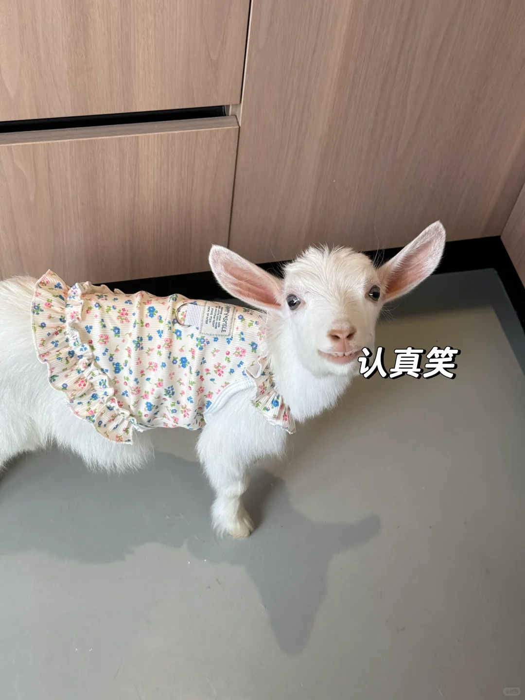 ÿ춼Ҫ΢ЦŶ