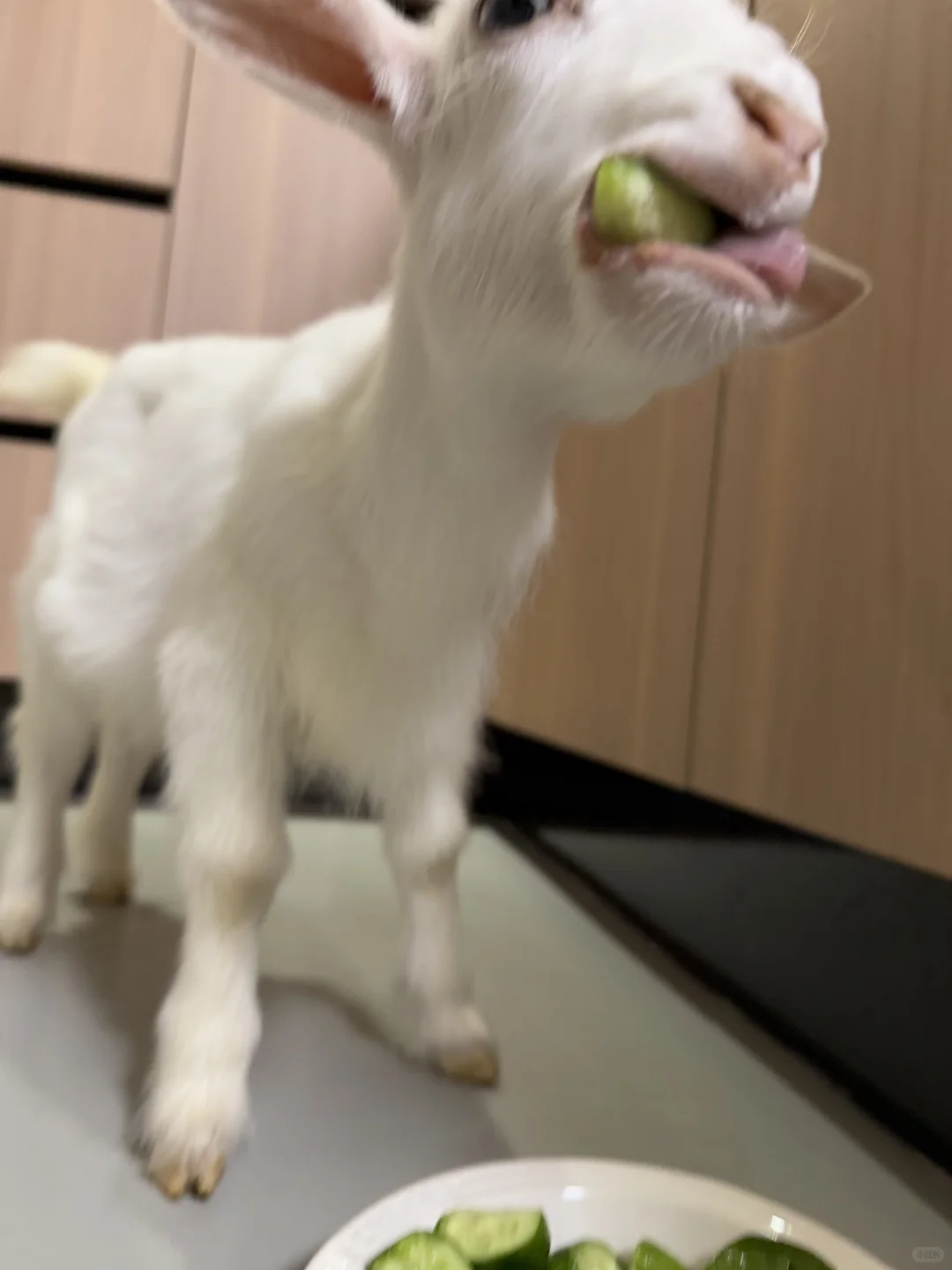 ͣƹ+?