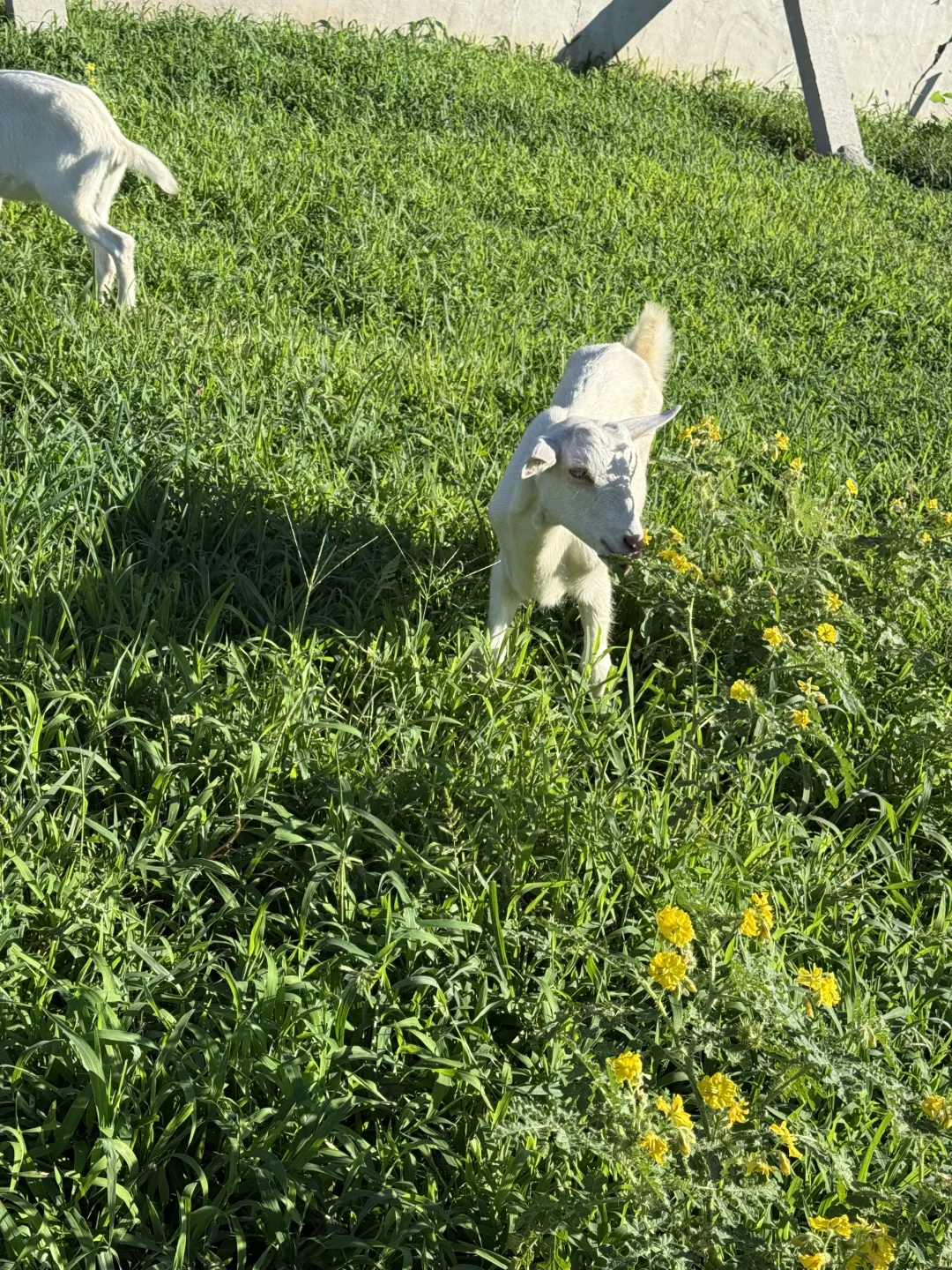 ɽɢȦĸʺ