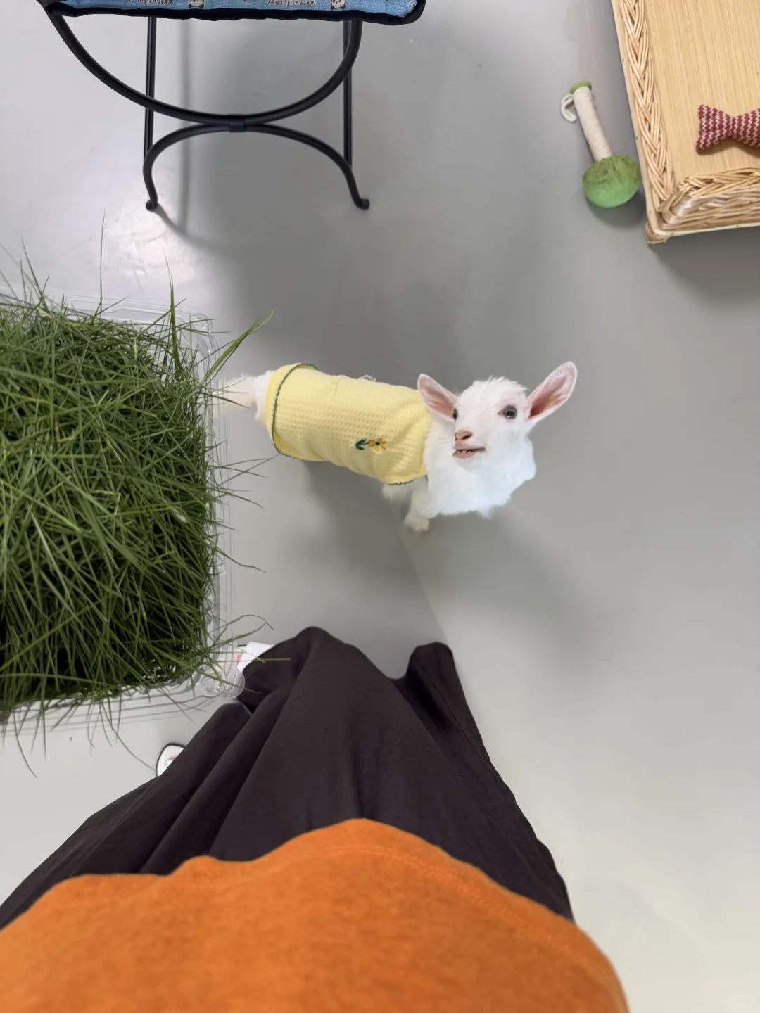 ÿ춼Ҫ΢ЦŶ