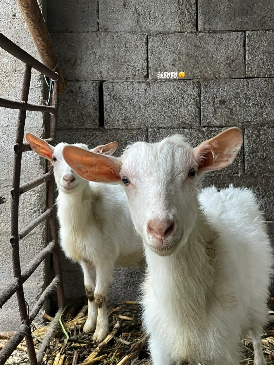 ?hi