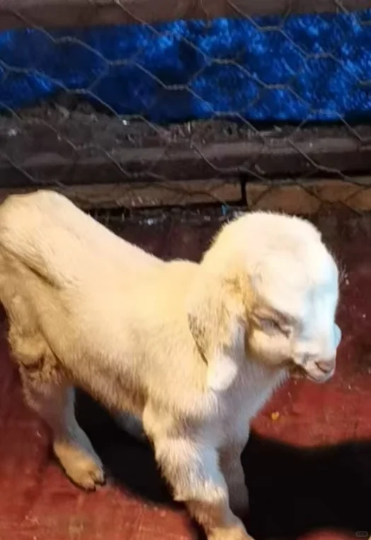 ճС