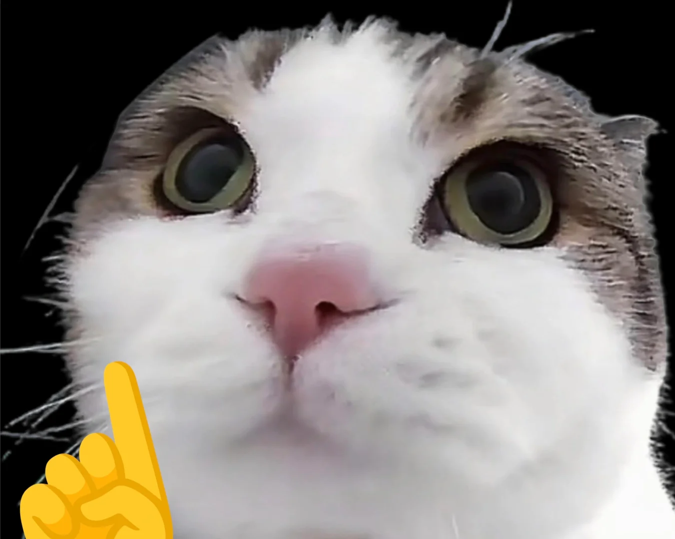 ˵˵ϲϹ׷Ϲô