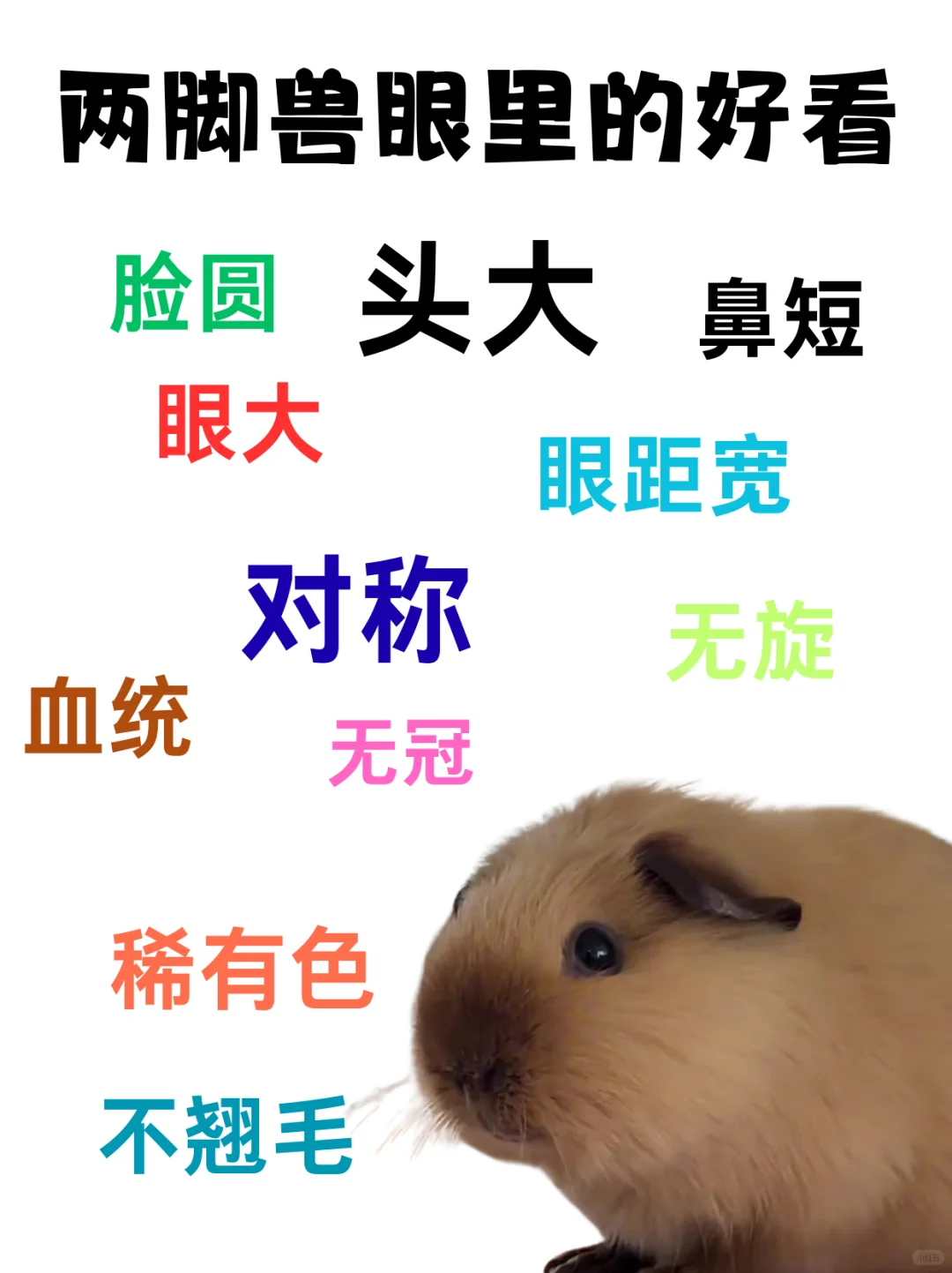 荷兰猪品种品相价格介绍(真爱无价)?