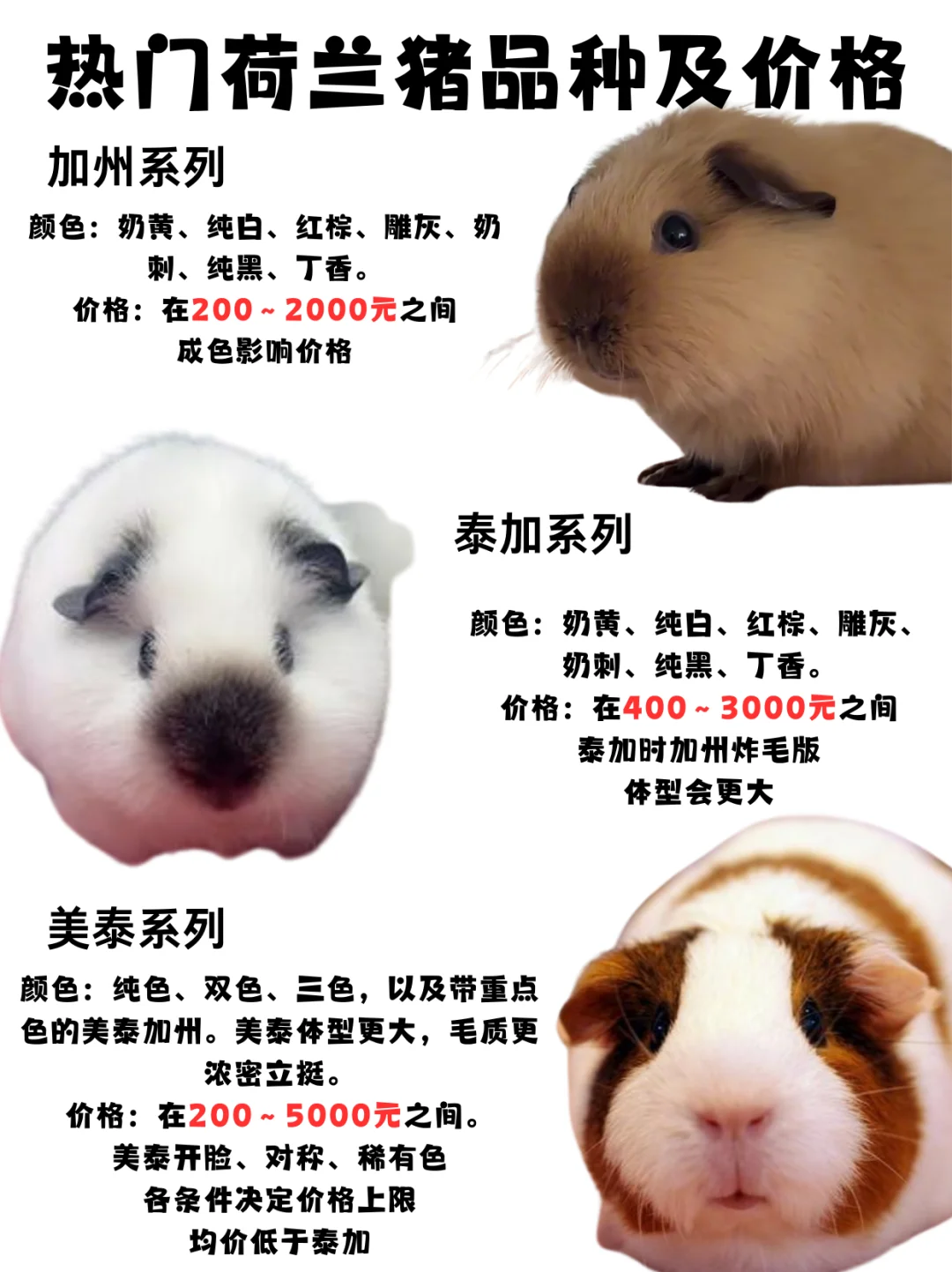 荷兰猪品种品相价格介绍(真爱无价)?