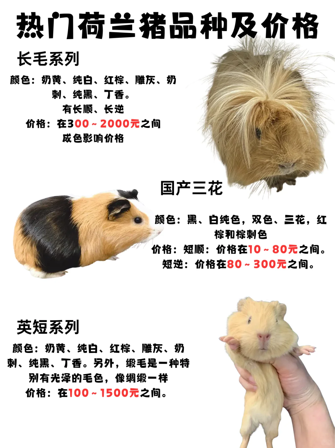 荷兰猪品种品相价格介绍(真爱无价)?