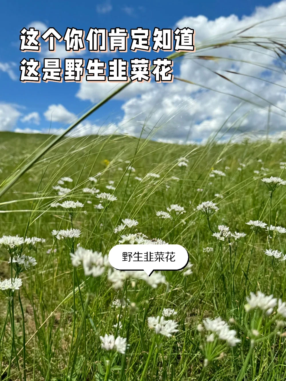 й塪 ԭ?