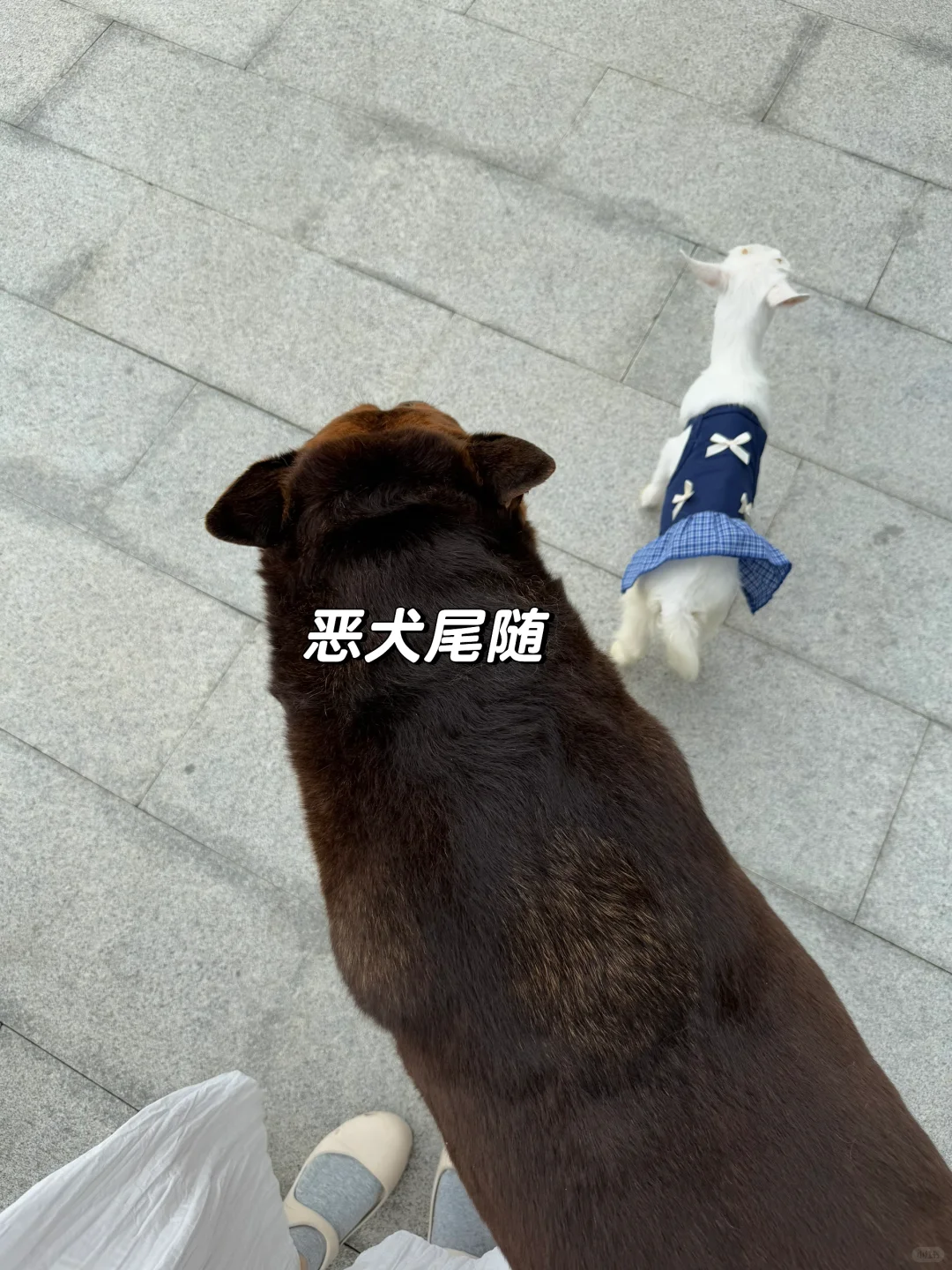 ̼ҿ ׸׵һ?