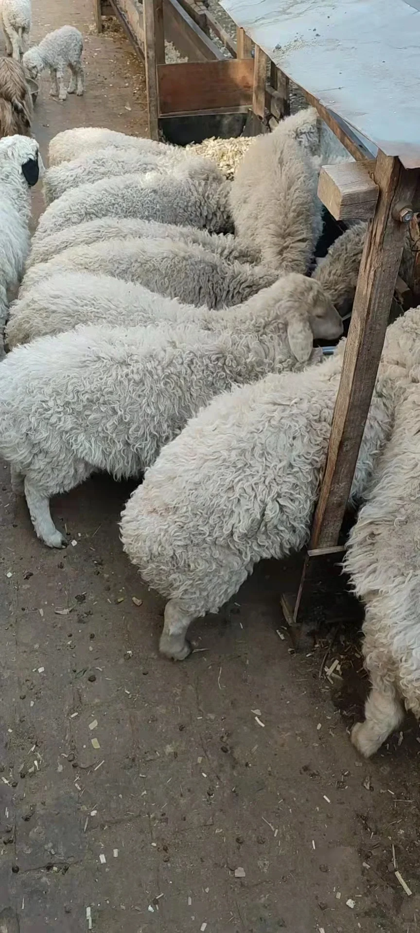 Ⱥת
