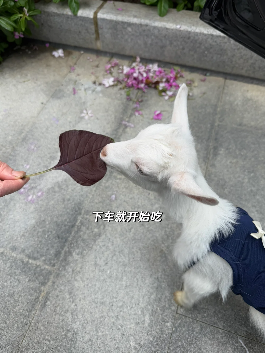 ̼ҿ ׸׵һ?
