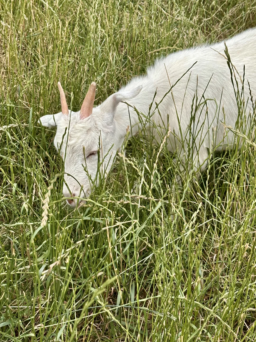 ڱС
