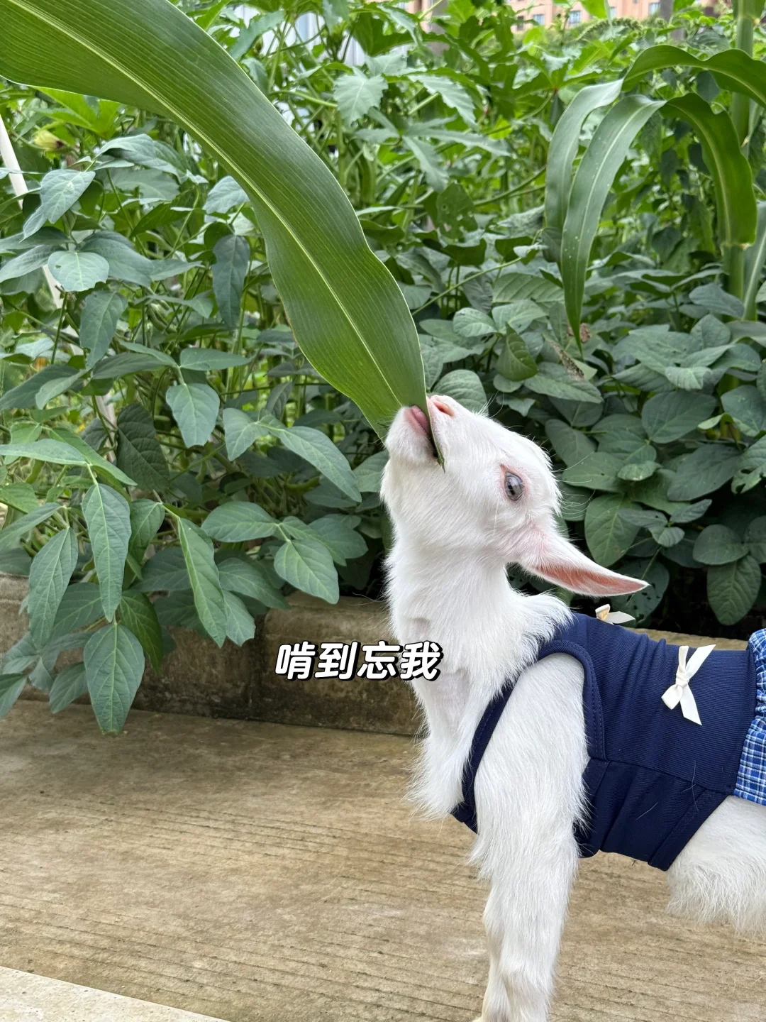 ̼ҿ ׸׵һ?