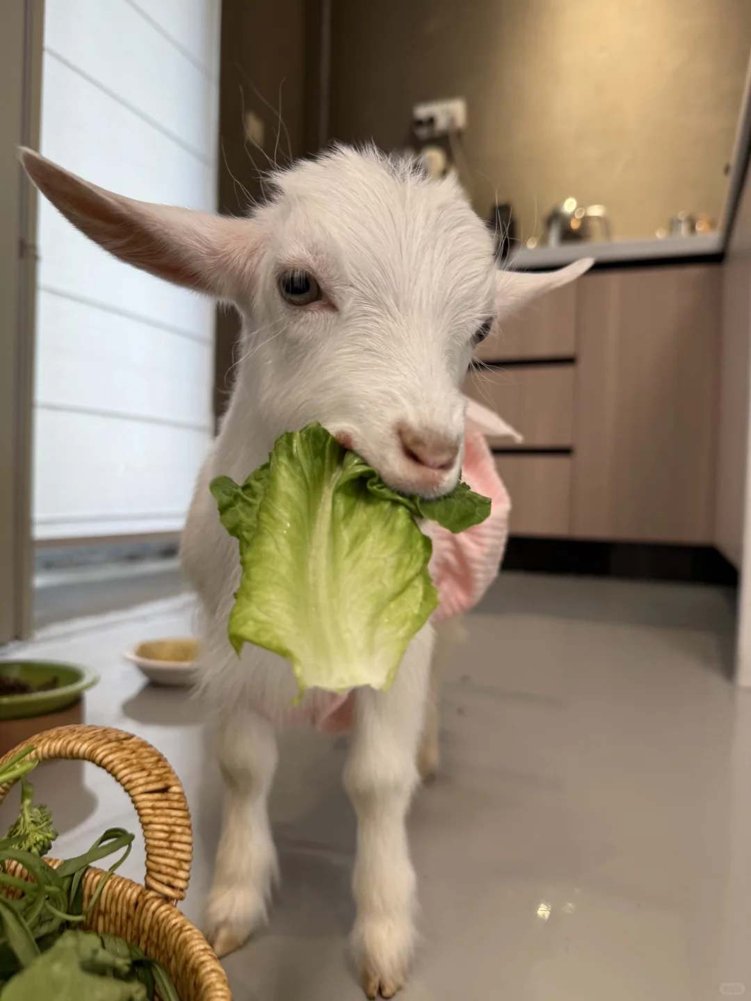 轵ȳΪ?