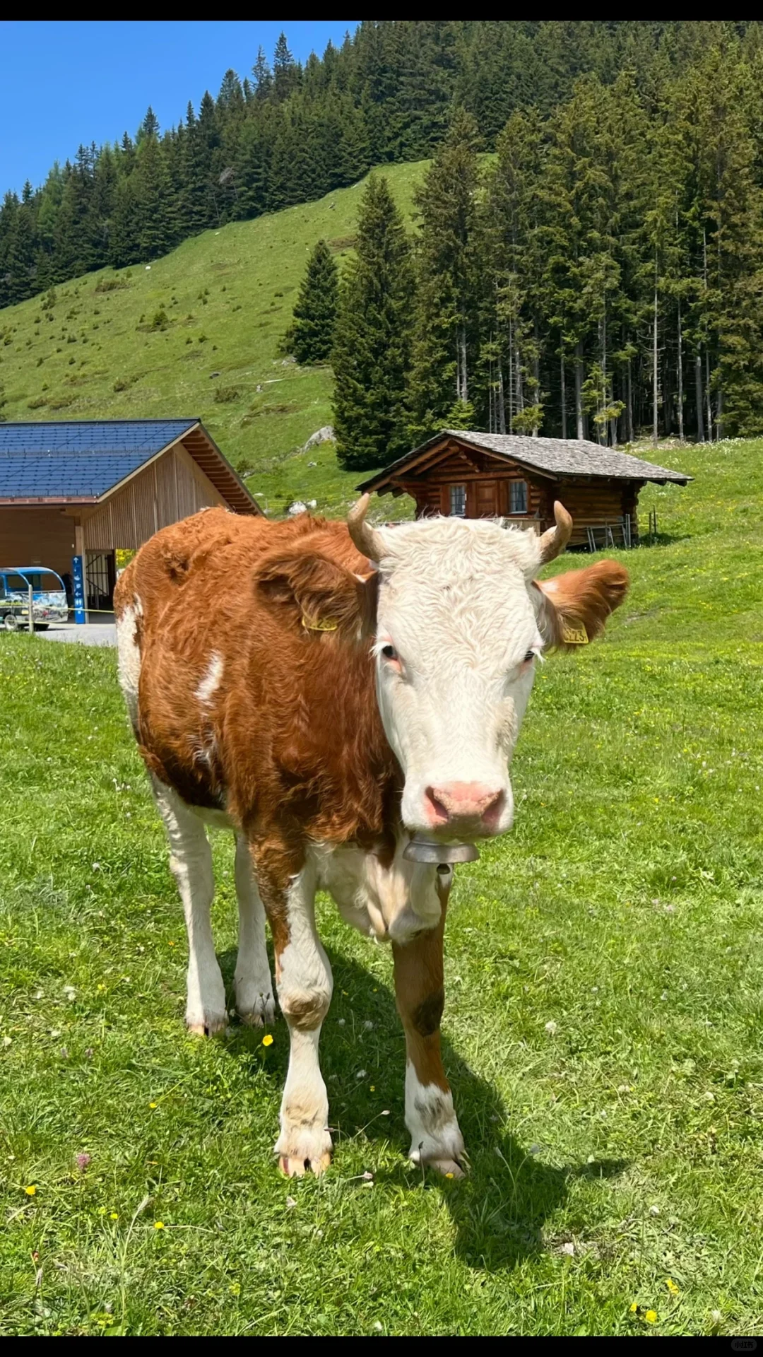 Ŀ˭ţ