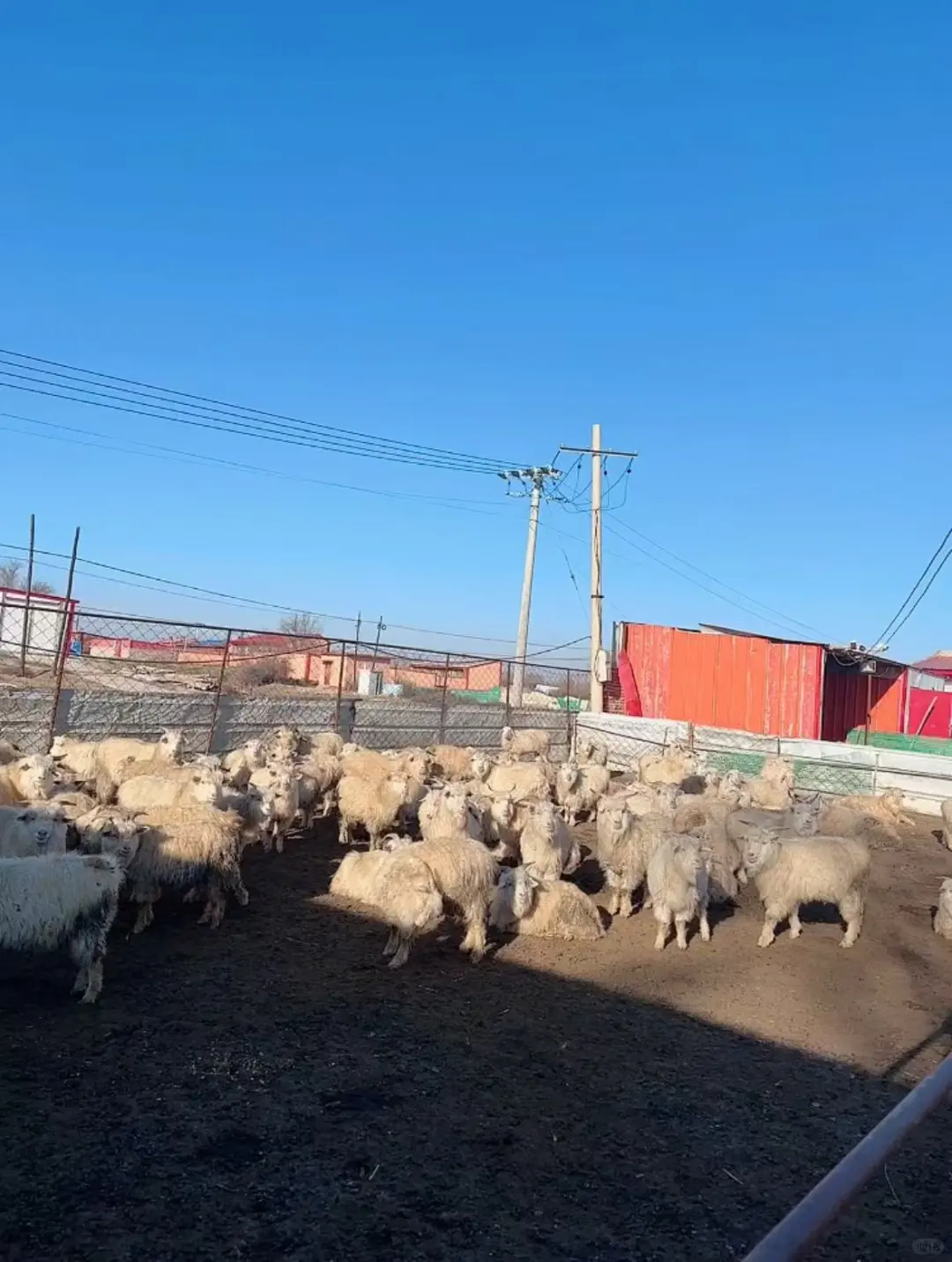 你们买的内蒙羊肉什么价