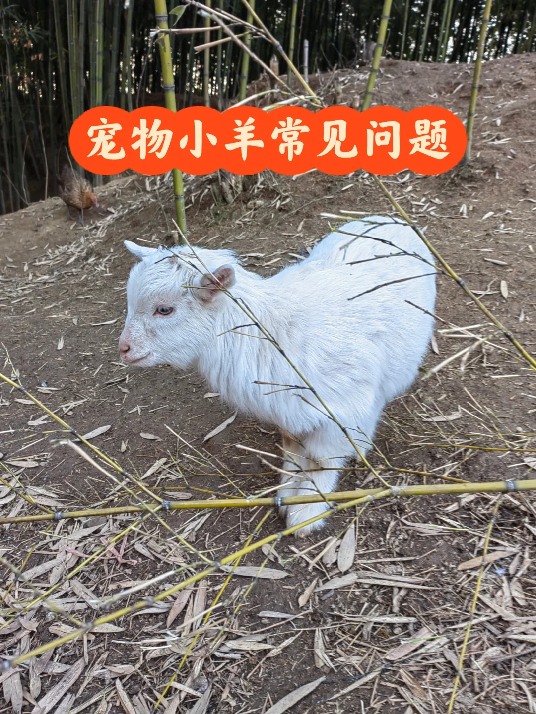 宠物小羊常见问题合集(一)