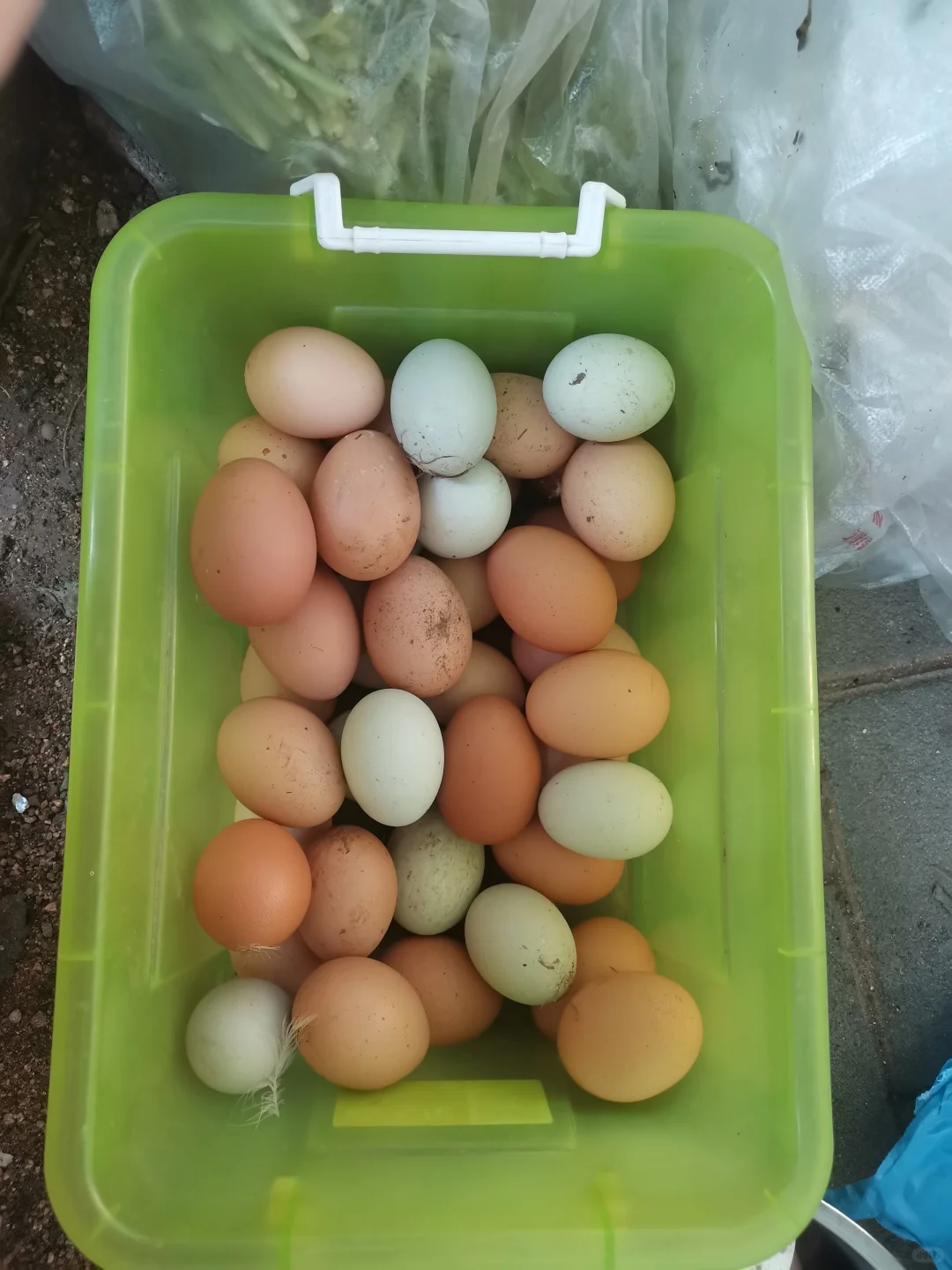 ڼ