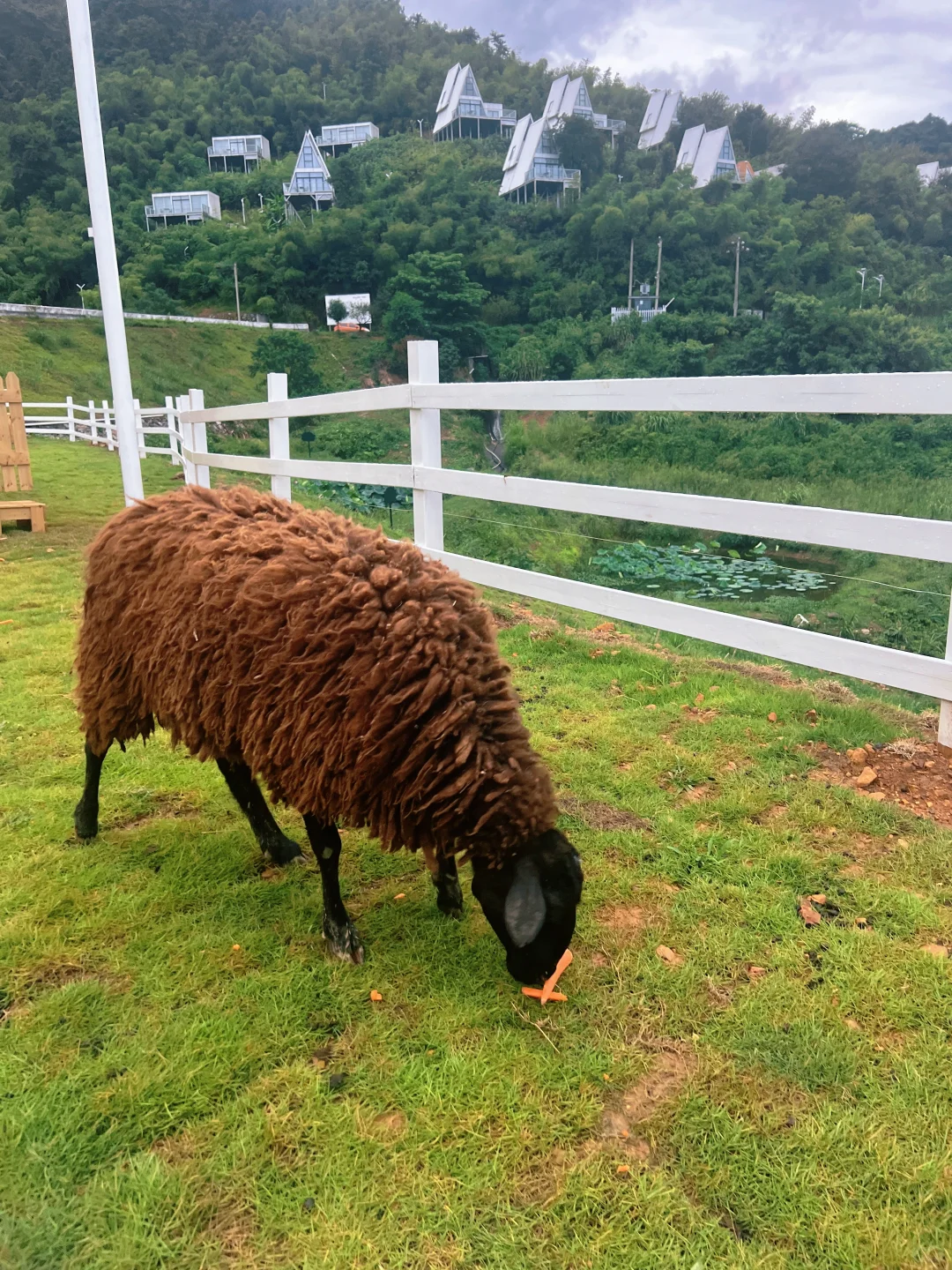 ɽƸ