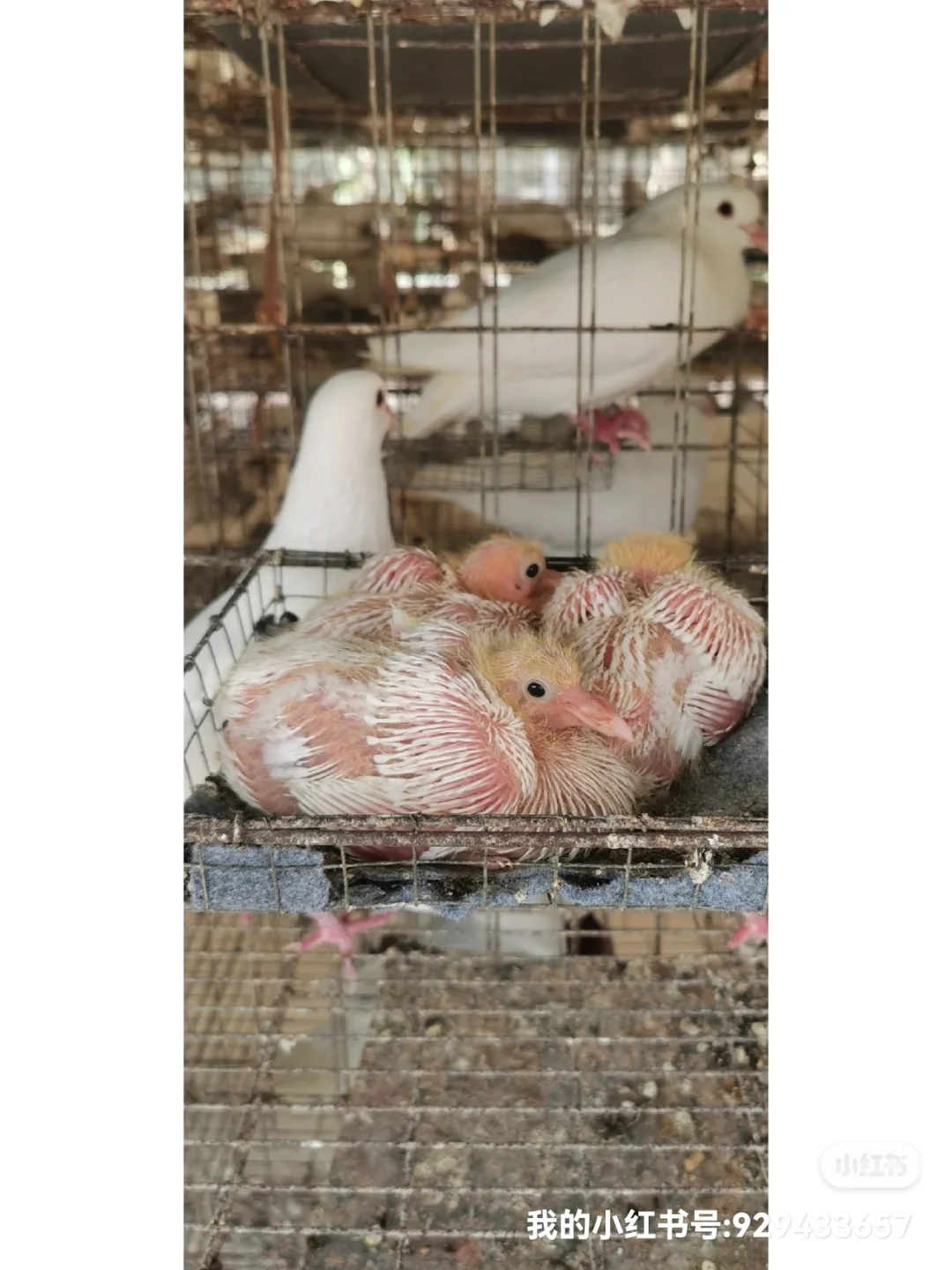 ҵģֳأ