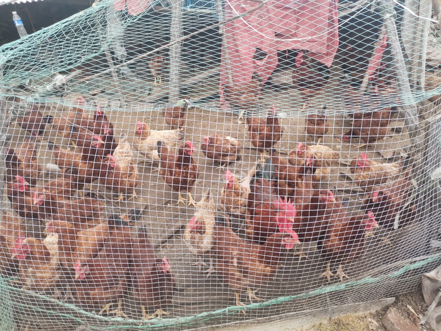 ڼ