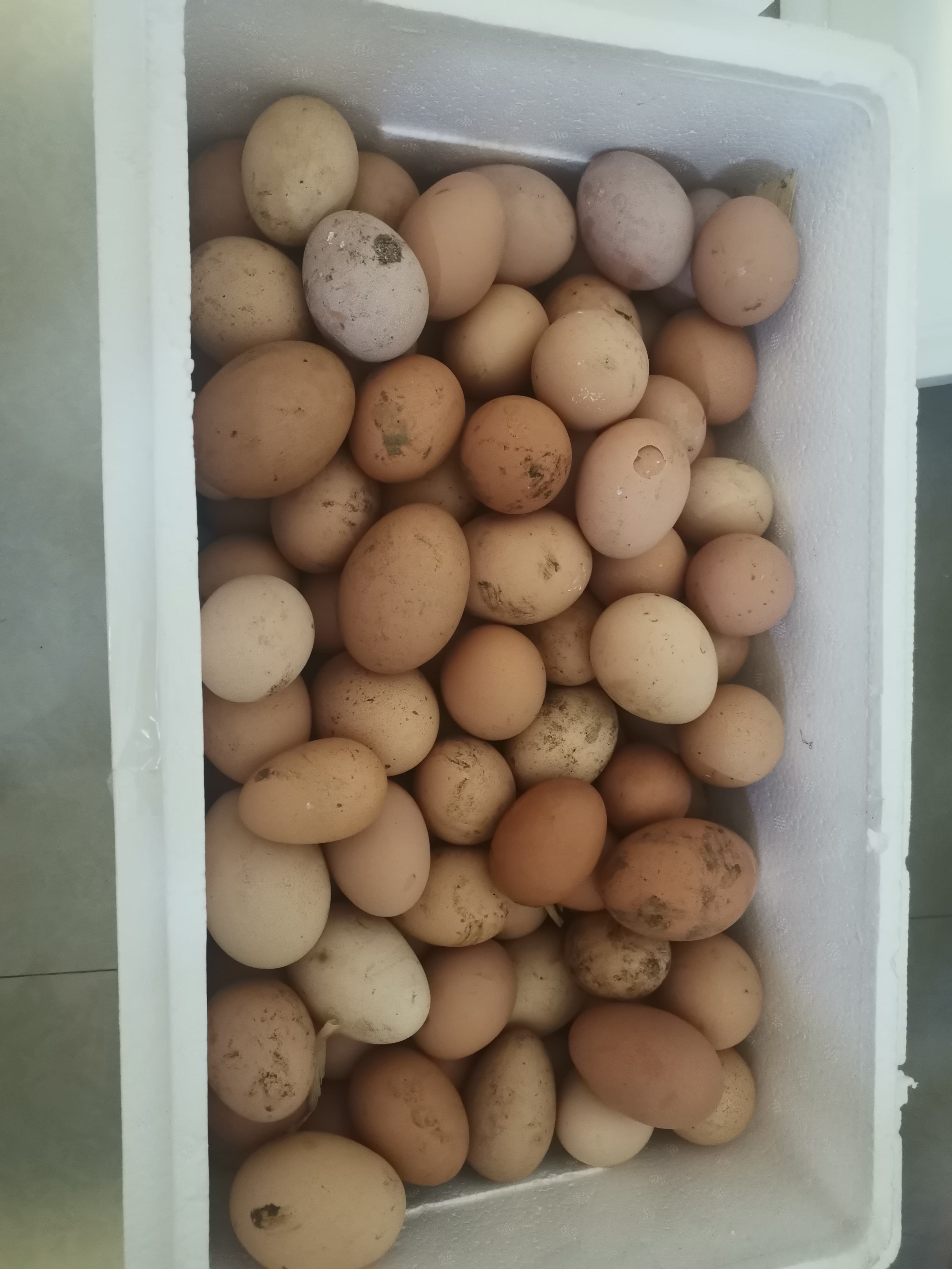 ڼ
