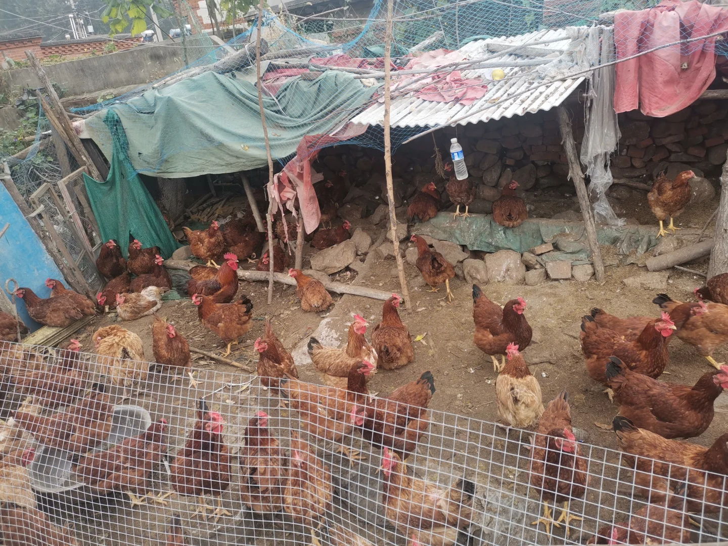 ڼ