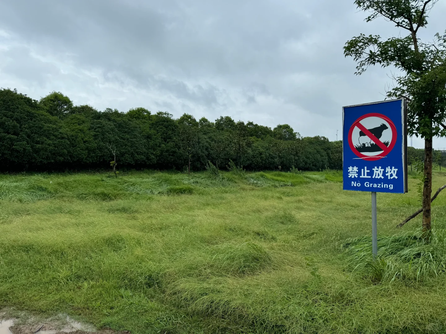 No Grazing ֹ Ц???