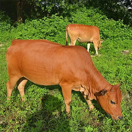 ͻȻһ׬Ǯķţ