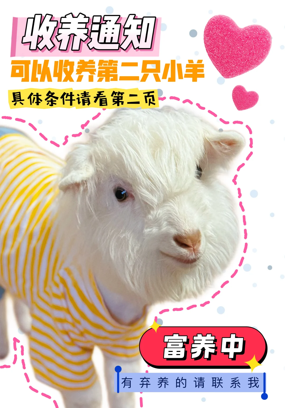 收养小羊
