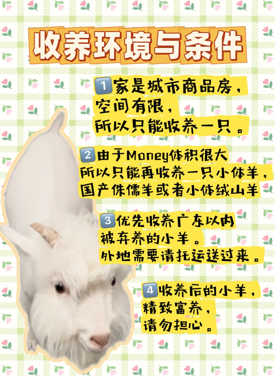 收养小羊
