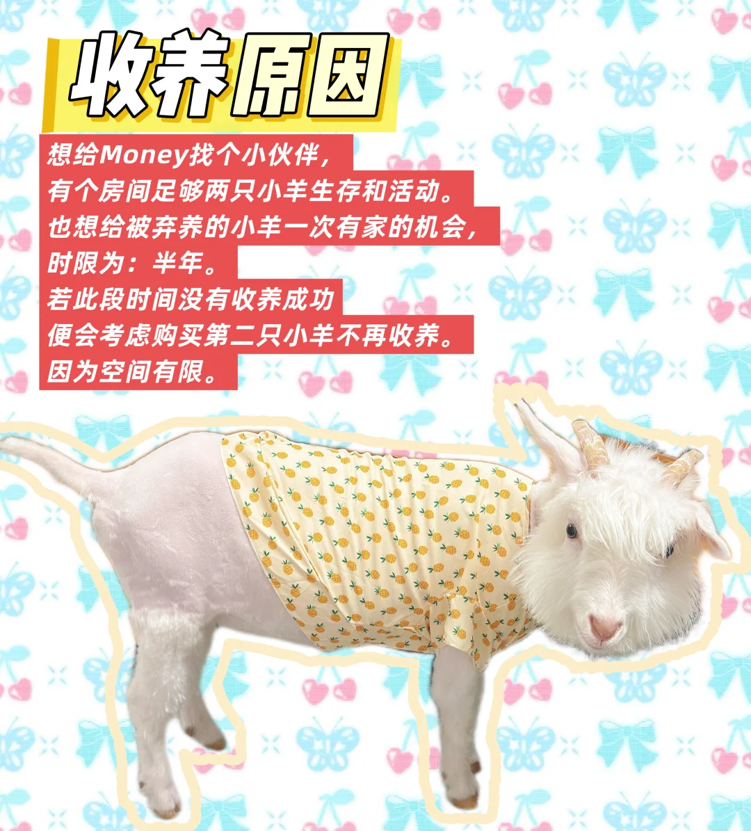 收养小羊