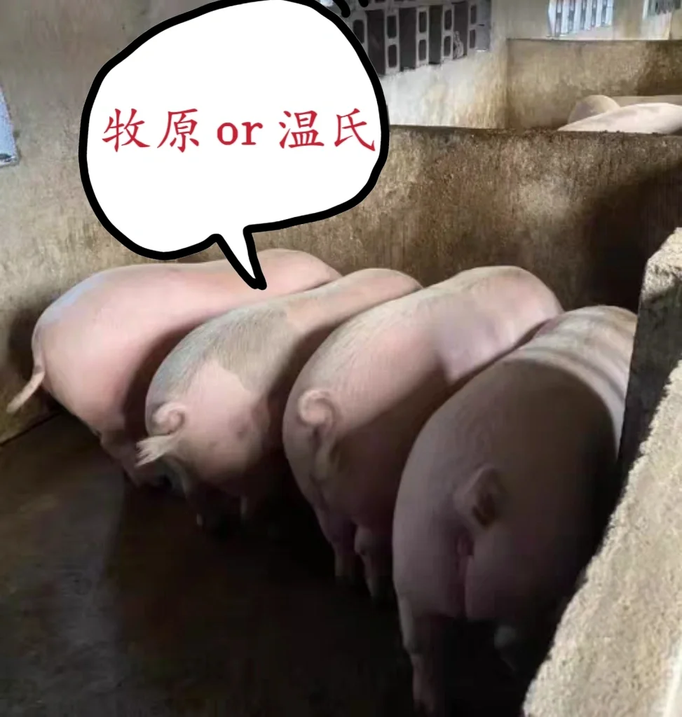00 后勇闯养猪场 牧原 or 温氏