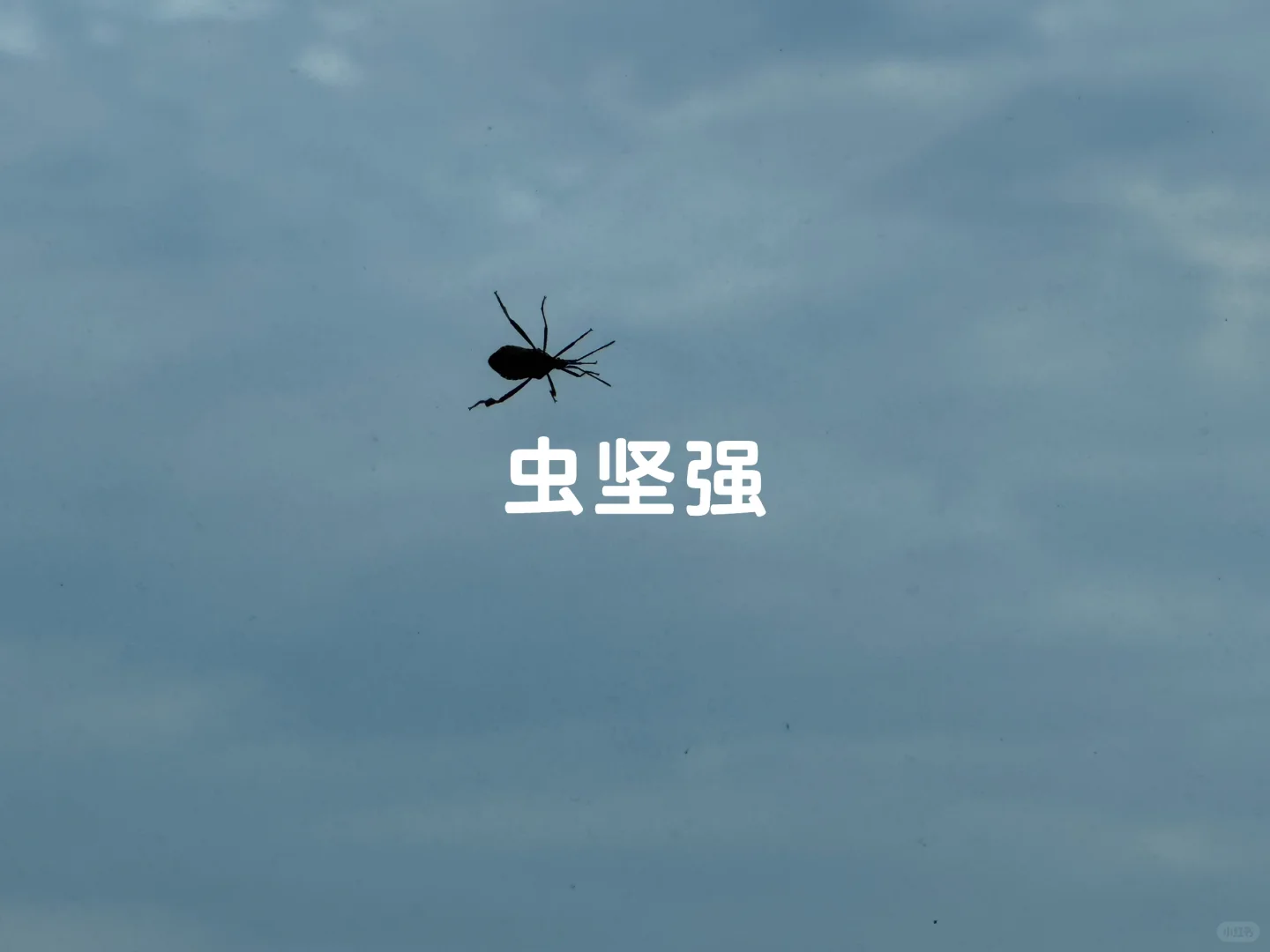 ǲͣıϿ