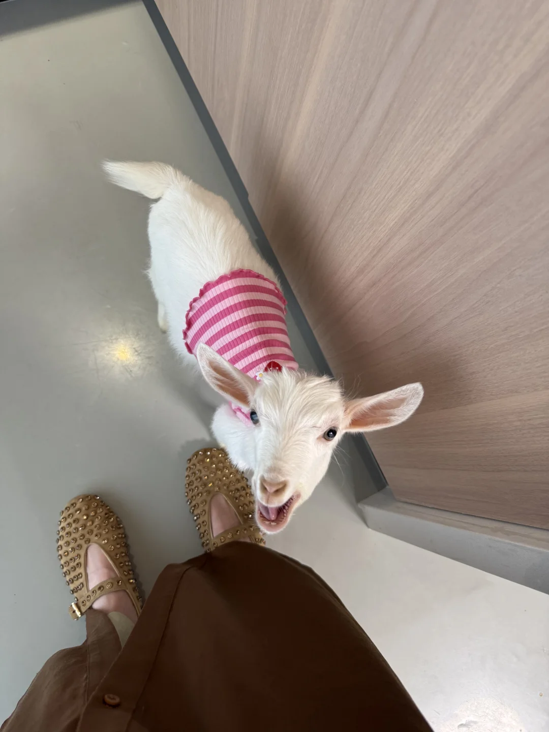 ôһСʳĶĪ