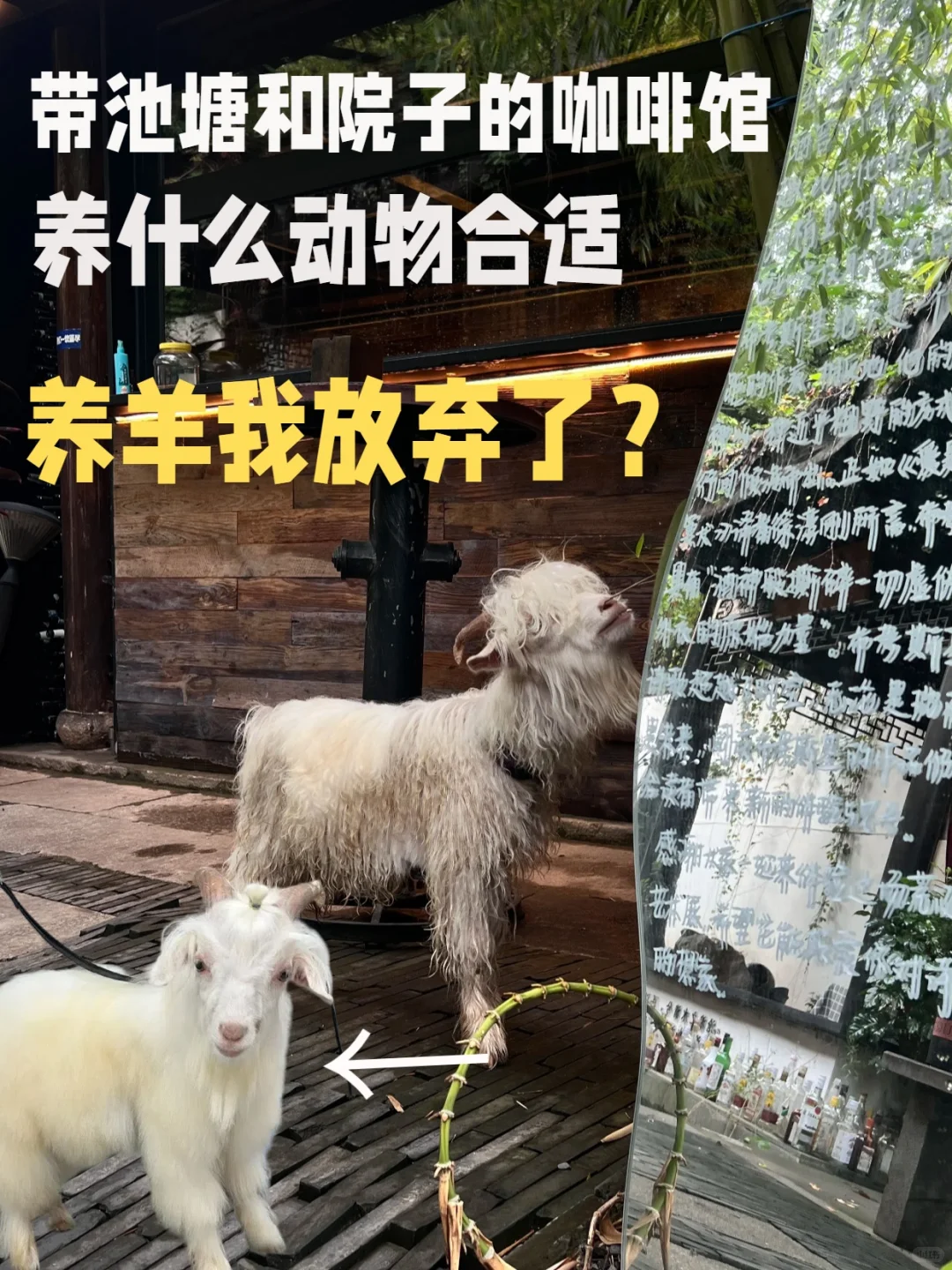 ȹϲ˶?