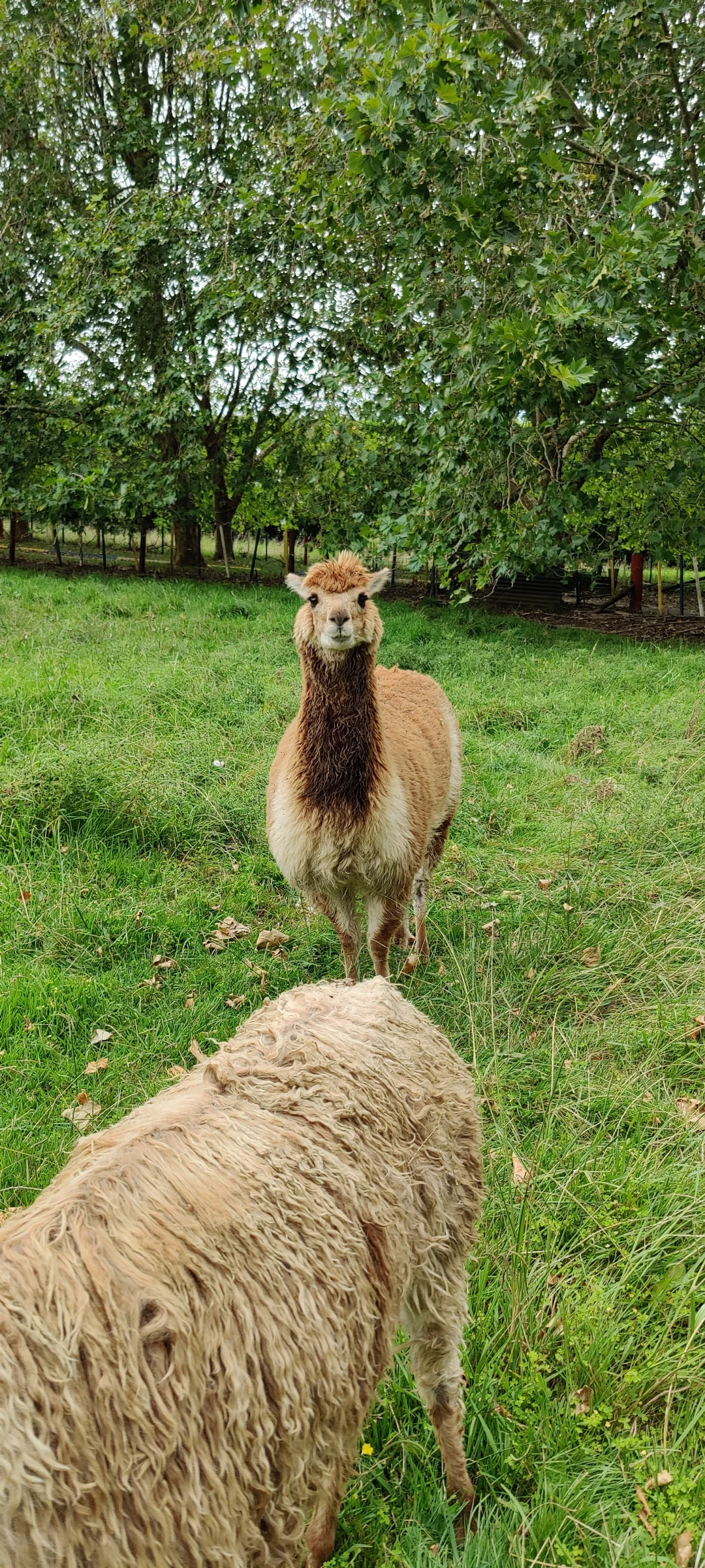 ũׯʵآڡũׯƪ