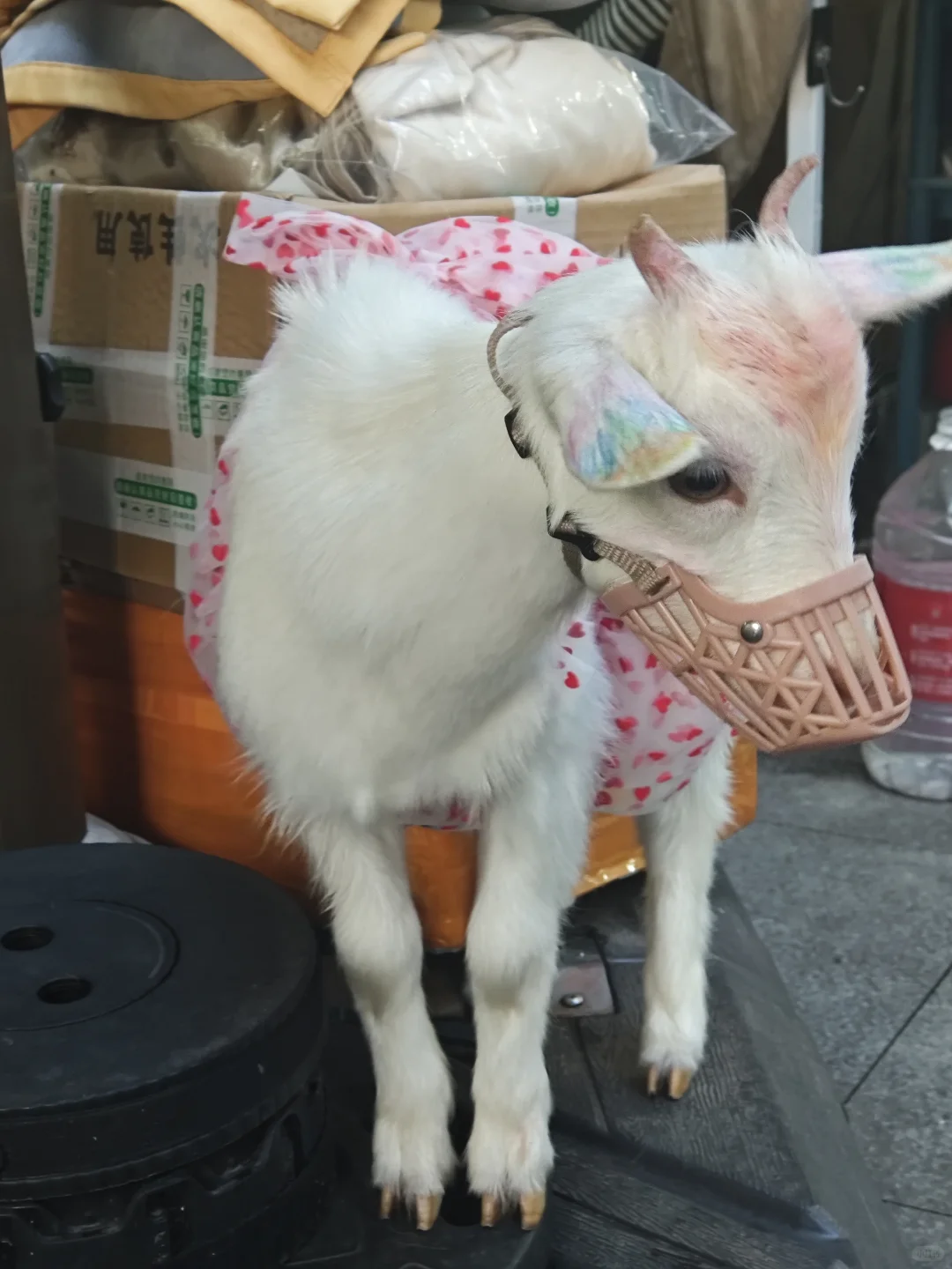 ʺС?