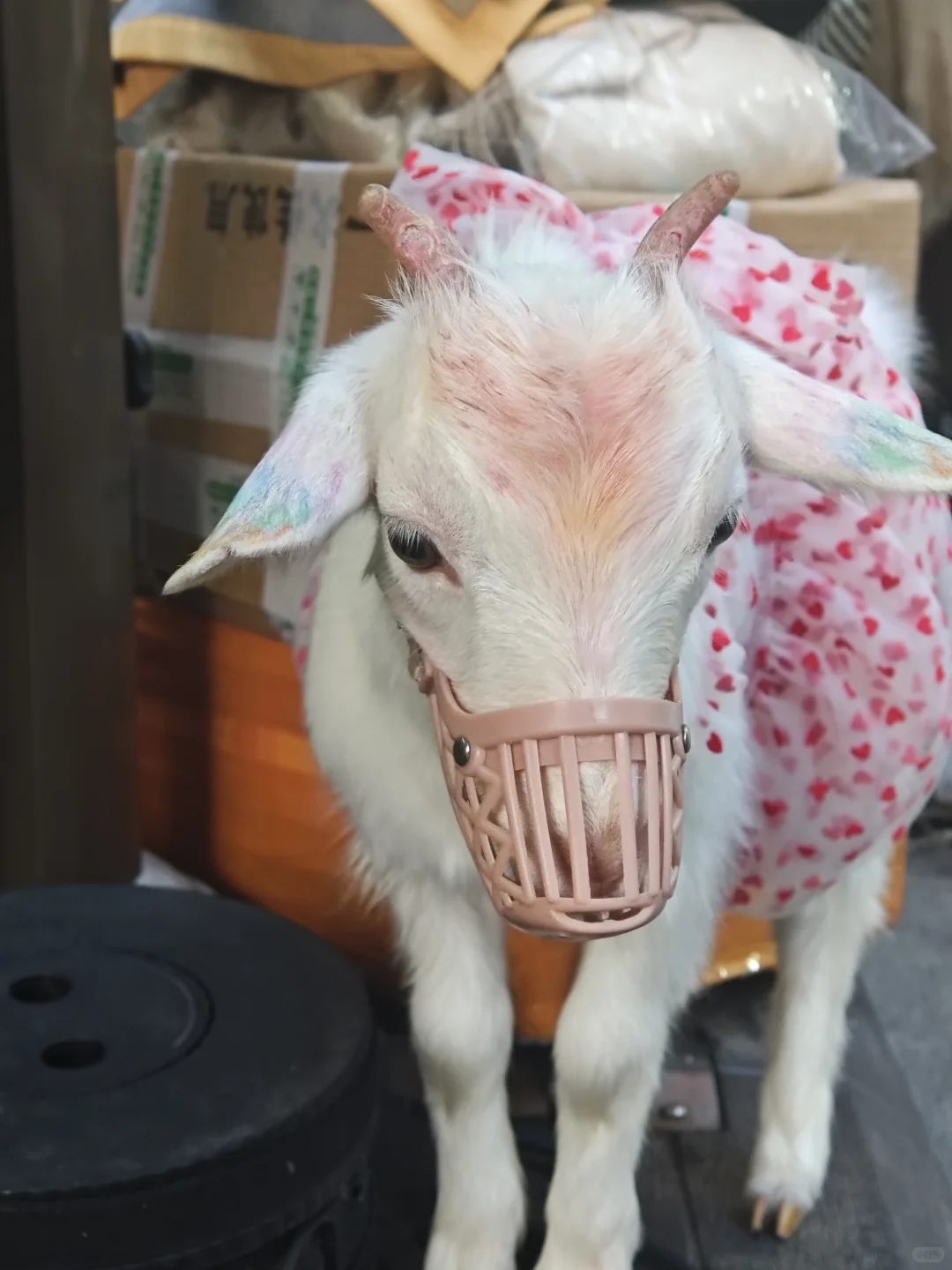 ʺС?