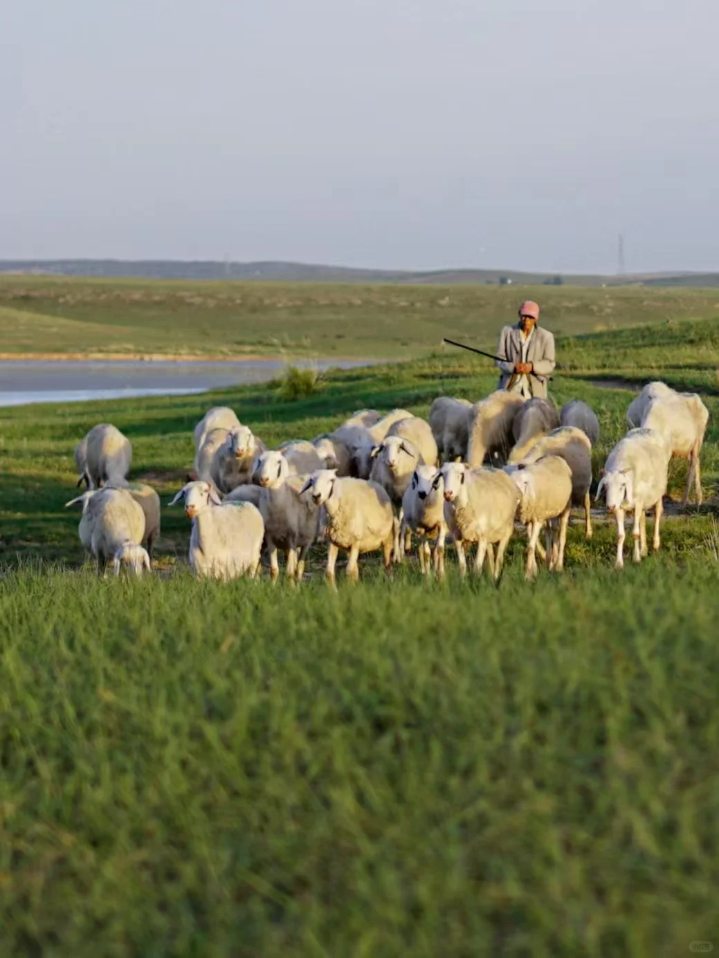 京郊1.5h草原小羊认领,谁能拒绝可爱羊咩咩